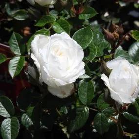White Patio Rose (Rosa White Patio) 2